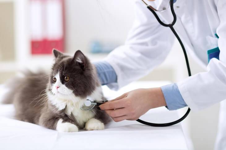 Bild von Katze beim Tierarzt